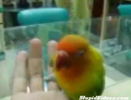 This Bird Is Gettin' Down